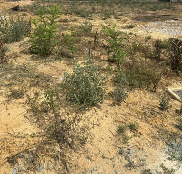Hourtin 33990 Terrain à bâtir viabilisé et borné 811 m²