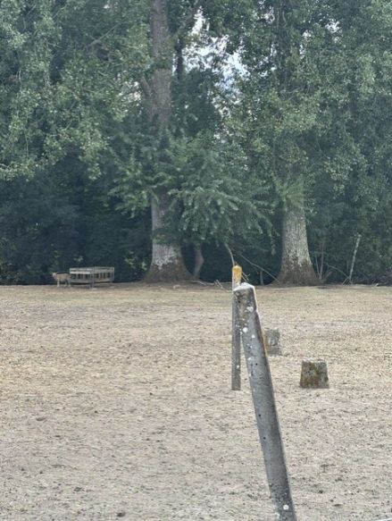 terrain à bâtir Le Porge 33680 borné et viabilisé superficie 673 m²