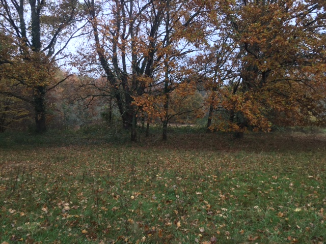 Terrain de 2500m² sur la commune de Sauternes.