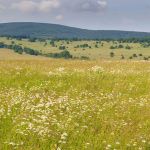 Proche Mont-de-Marsan terrain de 495 m² à Saint-Avit a coté du Golf  (40000)
